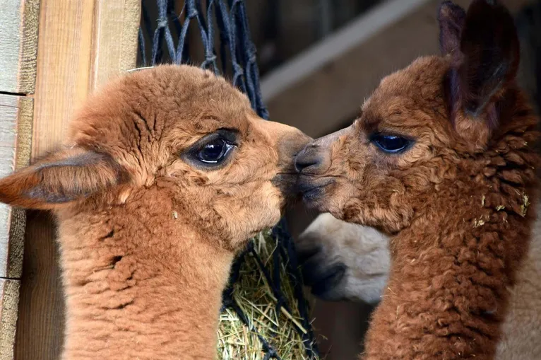 alpaga laine ethique vetements pulls manteau