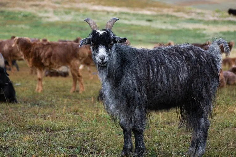 chevre mongolie laine cachemire vetement