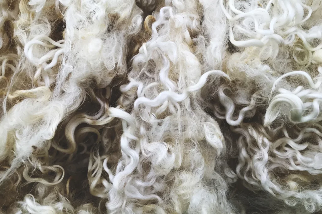 gros plan laine guide alpaga cachemire merinos vetement