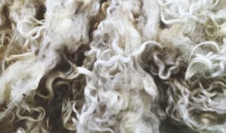 gros plan laine guide alpaga cachemire merinos vetement