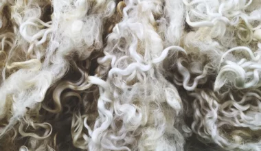 gros plan laine guide alpaga cachemire merinos vetement