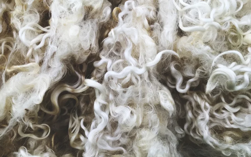 gros plan laine guide alpaga cachemire merinos vetement