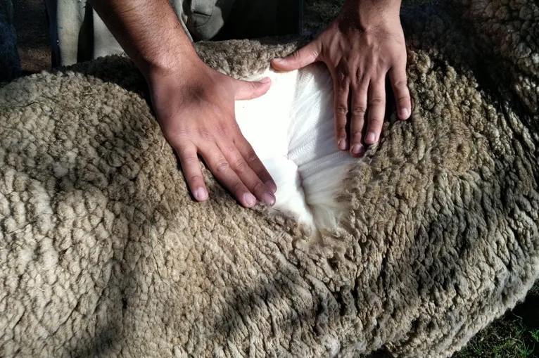 laine vierge mouton tonte vetement pull manteau